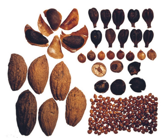 Historische Pflanzenreste