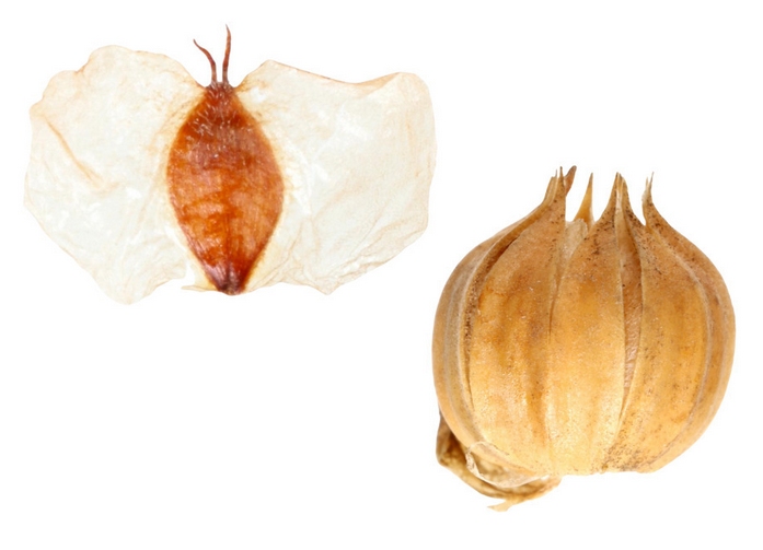 Historische Pflanzenreste