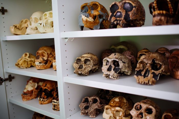 Digitale Abgussammlung. Regal mit Schädeln der Digitalen Abgusssammlung der Stiftung Neanderthalmuseum.