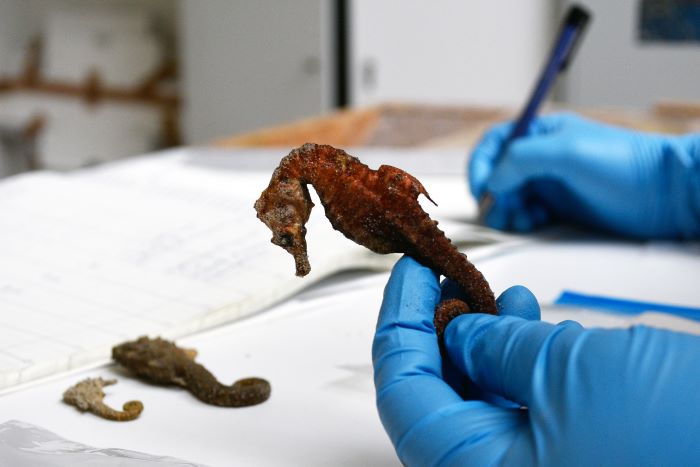 Über ein Citizen Science Projekt finden Seepferdchen Eingang in die Sammlung des Landesmuseums Natur und Mensch Oldenburg. Drei Seepferdchen, eins davon in einer Hand zur genaueren Betrachtung, liegen auf einer Fläche.
